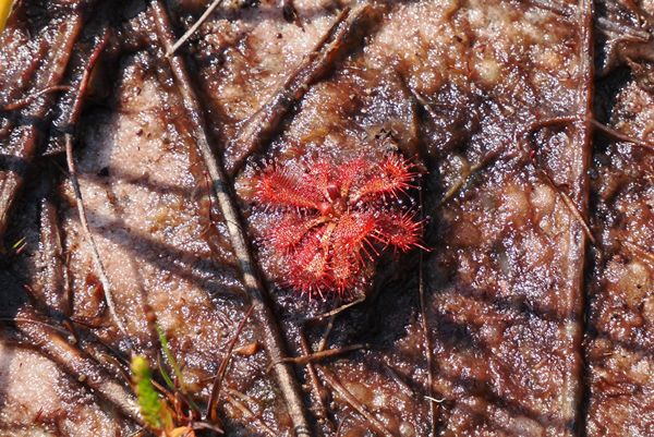 Zonnedauw op Fraser Island, Australië
