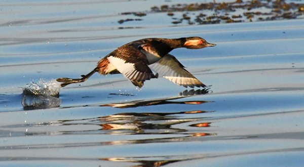 Geoorde fuut op Kerkini meer