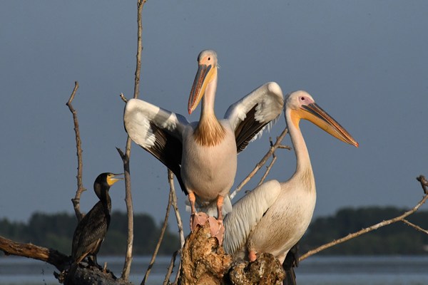 Pelikanen op Kerkini meer