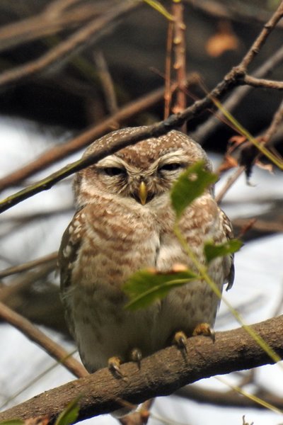 Brahmaanse steenuil (Spotted owlet) in Sultanpur Bird Sanctuary (India)