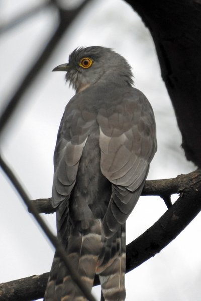 Indische sperwerkoekoek (Common hawk-cuckoo) in Sultanpur Bird Sanctuary (India)