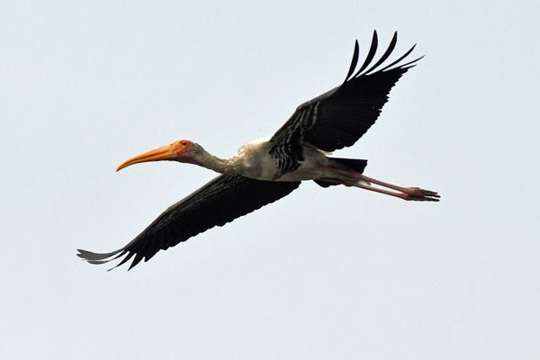 Nimmerzat (Painted stork) in Sultanpur Bird Sanctuary (India)