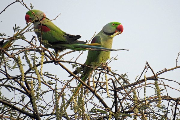 Grote alexanderparkiet (Alexandrine parakeet) in Sultanpur Bird Sanctuary (India)