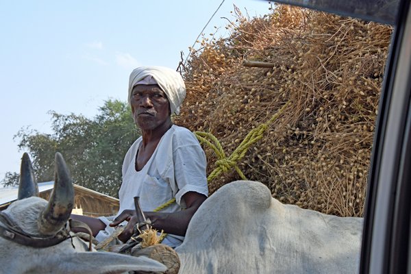 Berijder van ossenkar in de buurt van Tadoba (India)