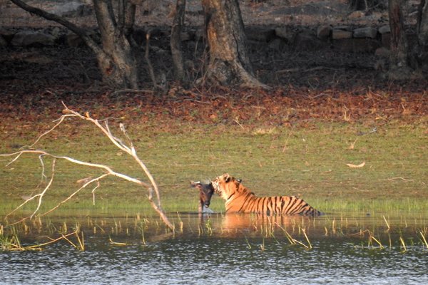 Tijger met sambarkop (op grote afstand) in Tadoba Tiger Reserve (India)