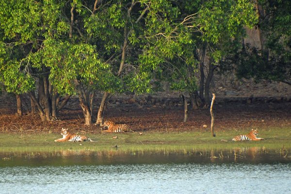 Tijgerfamilie in Tadoba Tiger Reserve (India)