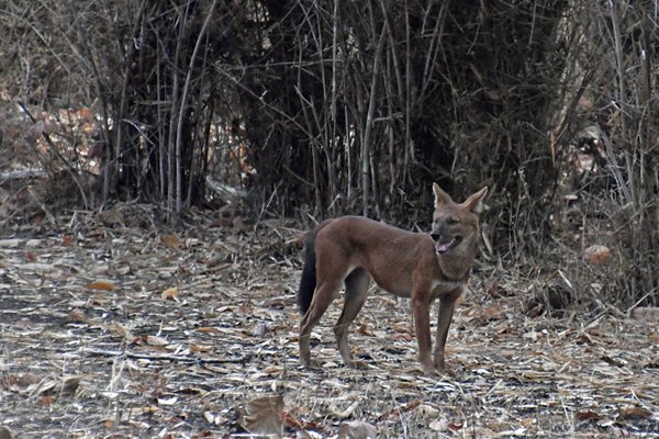Dhole (wilde hond) in Tadoba Tiger Reserve (India)
