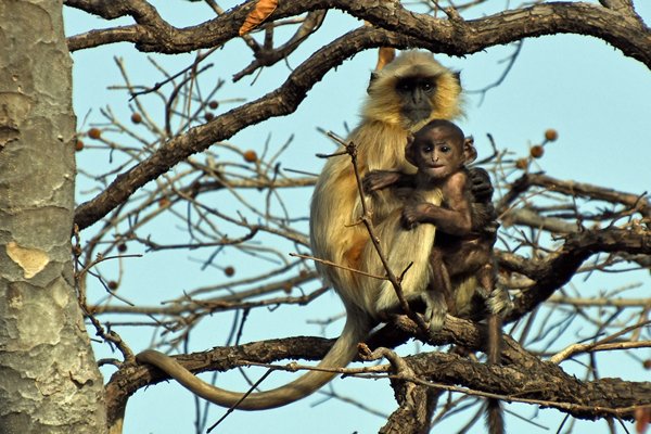 Southern plains gray langur in Tadoba Tiger Reserve (India)