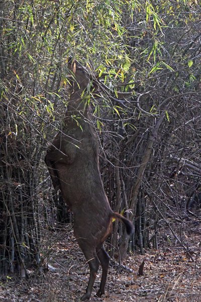 Sambar eet staande op zijn achterpoten in Tadoba Tiger Reserve (India)