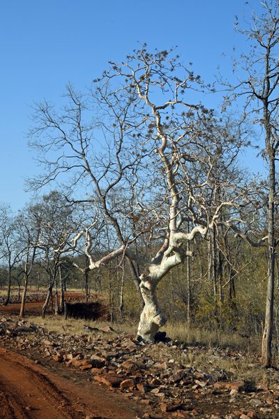 Ghost tree in Tadoba Tiger Reserve (India)