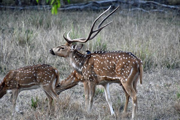 Chitals (Spotted deer) in Tadoba Tiger Reserve (India)