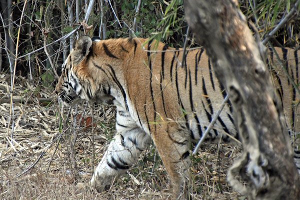 Tijger in Tadoba Tiger Reserve (India)