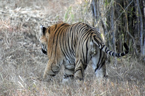 Weglopende tijger in Tadoba Tiger Reserve (India)