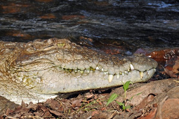 Moeraskrokodil (Mugger crocodile) in Tadoba Tiger Reserve (India)