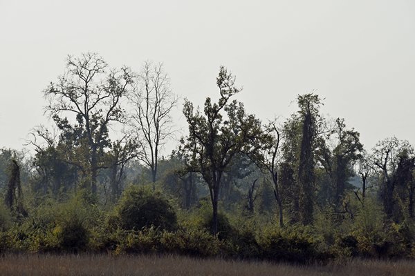 Landschap in Tadoba Tiger Reserve (India)