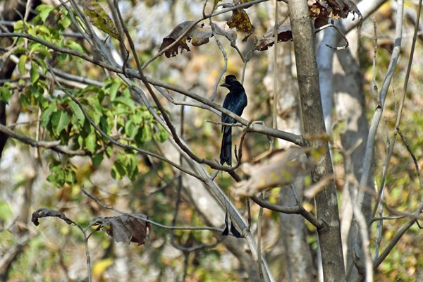 Vlaggendrongo (Greater racket-tailed drongo) in Pench National Park (India)