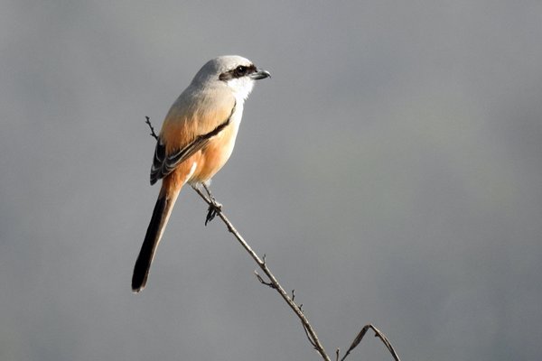 Langstaartklauwier (Long-tailed Shrike) in Pench National Park (India)