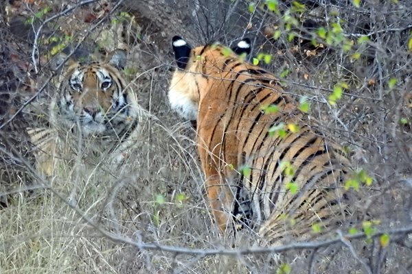 Twee tijgers in Satpura NP (India)