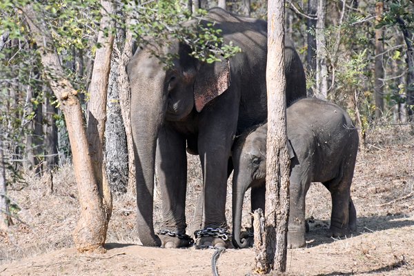 Werkolifant met zwangerschapsverlof in Satpura NP (India)