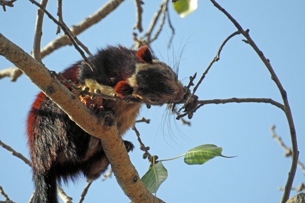 Voor-Indische reuzeneekhoorn (Malabar giant squirrel) in Satpura NP (India)