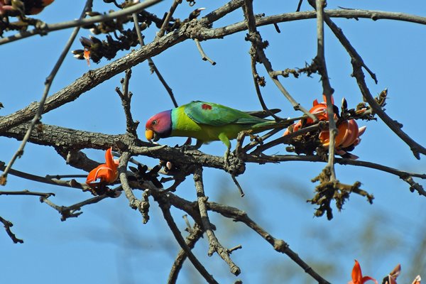 Pruimekopparkiet (Plum-headed parakeet) in Gir National Park (Gujarat, India)