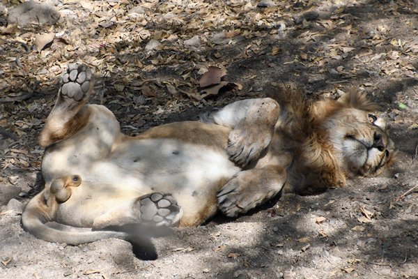 Jonge Aziatische leeuw ♂ op zijn rug in Gir National Park (Gujarat, India)