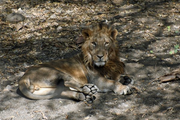 Poserende Jonge Aziatische leeuw ♂ in Gir National Park (Gujarat, India)
