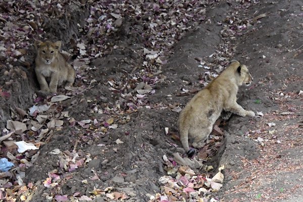Twee welpjes Aziatische leeuw in Gir National Park (Gujarat, India)