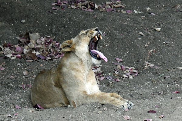 Gapende Aziatische leeuw ♀ in Gir National Park (Gujarat, India)