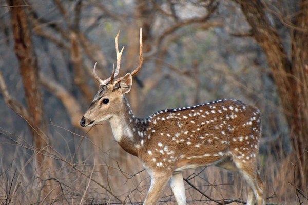 Chital (Spotted deer) in Gir National Park (Gujarat, India)