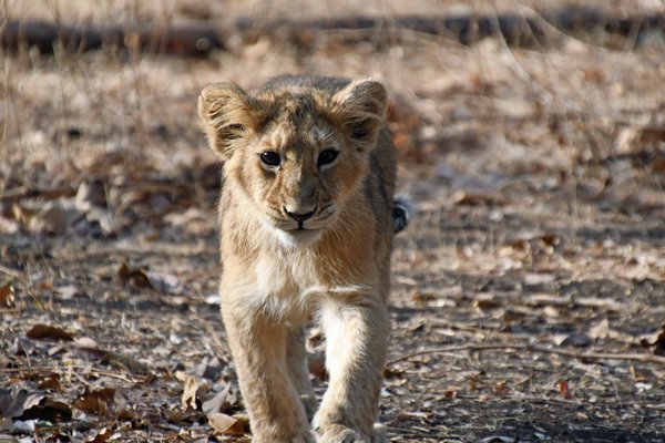 Aziatische leeuw (welp) in het Gir National Park (Gujarat, India)