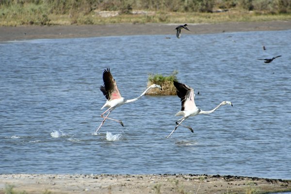 Flamingo's (Greater flamingo) in Little rann of Kutch (Gujarat, India)