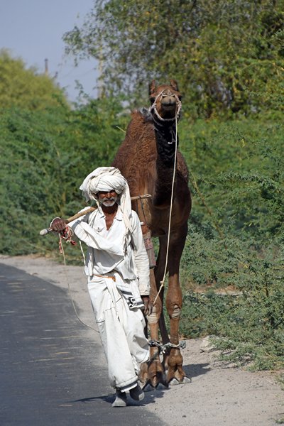 Gujarati man met dromedaris (Gujarat, India)