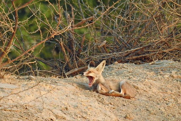 Gapende witvoetvos (White-Footed Desert Fox) in de Little Rann of Kutch (Gujarat, India)