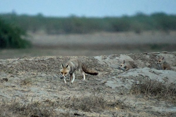 Witvoetvos (White-Footed Desert Fox) met jongen in de schemering in de Little Rann of Kutch (Gujarat, India)