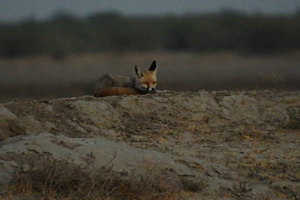 Witvoetvos (White-Footed Desert Fox) bij het laatste licht in de Little Rann of Kutch (Gujarat, India)