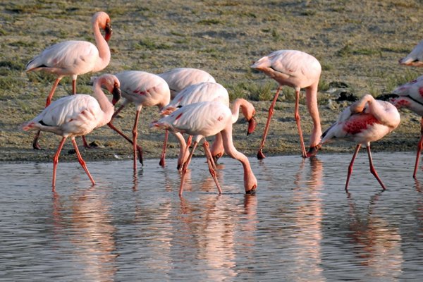 Kleine flamingo's (Lesser flamingo) in de omgeving van Savda (Gujarat, India)