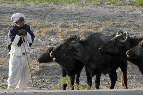 Herder in de omgeving van Savda (Gujarat, India)