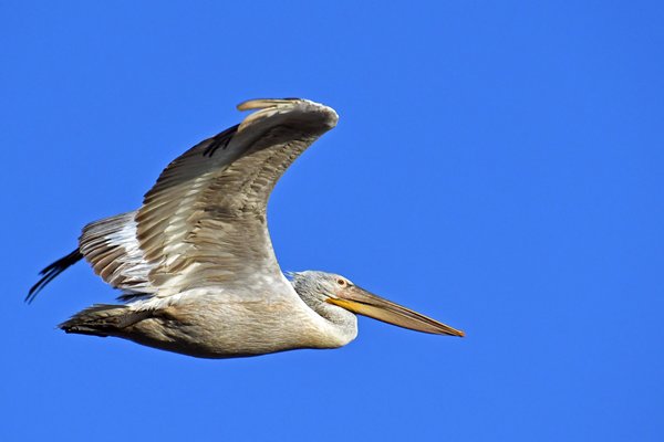 Kroeskoppelikaan (Dalmatian pelican) in de omgeving van Savda (Gujarat, India)