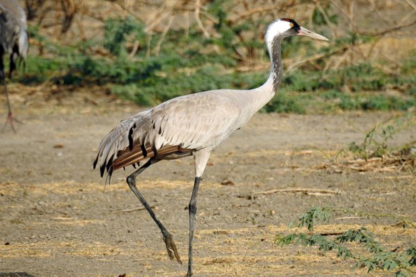 Kraanvogel (Common crane) in de omgeving van Nava Talaw (Gujarat, India)
