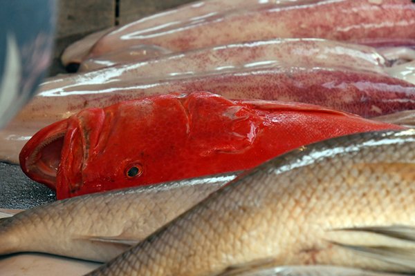 Opvallend rode vis op de vismarkt van Negombo