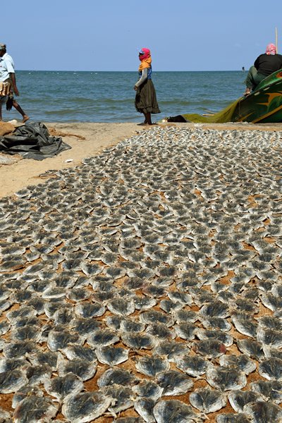 Vis die ligt te drogen bij de vismarkt in Negombo (Sri Lanka)