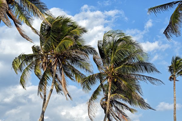 Palmen op het strand bij Chilaw (Sri Lanka)