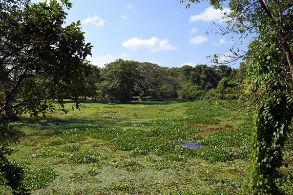 Landschap in Anawilundawa (Sri Lanka)