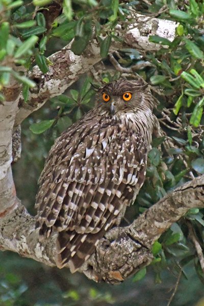 Bruine visuil (Brown fish owl) in Wilpattu National Park (Sri Lanka)