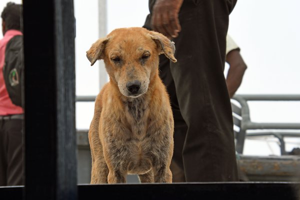 Hond kijkt door raam van boot op Delft Island (Sri Lanka)