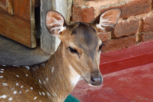 Spotted deer die door de bewaker van Mihintale is geadopteerd
