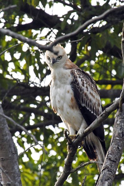 Indische kuifarend (Changeable hawk eagle) in Minneriya National Park (Sri Lanka)