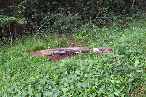 Door een olifant verwijderde paal met schrikdraad bij Sigiriya Bird Sanctuary (Sri Lanka)