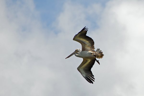 Vliegende Grijze pelikaan (Spot-billed pelican) bij Kaudulla (Sri Lanka)